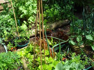 summer holidays gardening patch